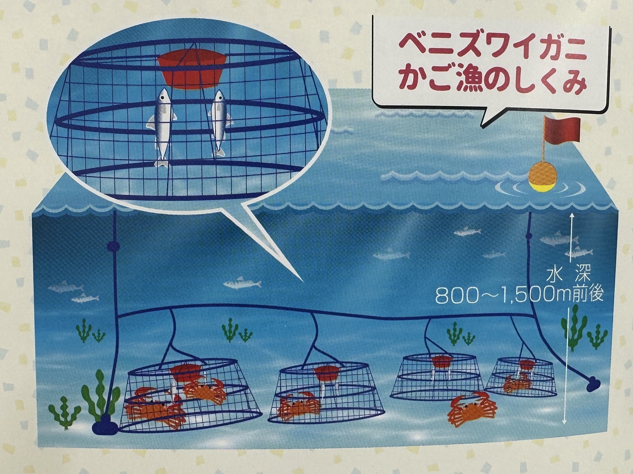 関西で唯一の水揚げ！香住漁港でブランド蟹「香住蟹」いよいよ9月1日漁解禁！松葉蟹より、ひと足先に楽しめる...