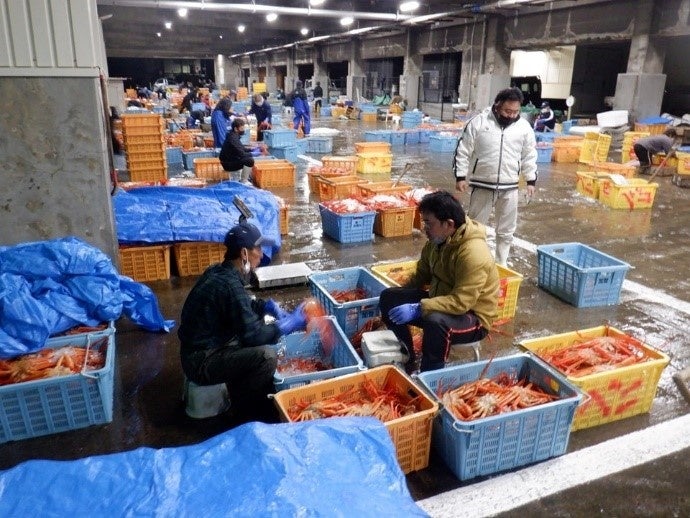 関西で唯一の水揚げ！香住漁港でブランド蟹「香住蟹」いよいよ9月1日漁解禁！松葉蟹より、ひと足先に楽しめる...