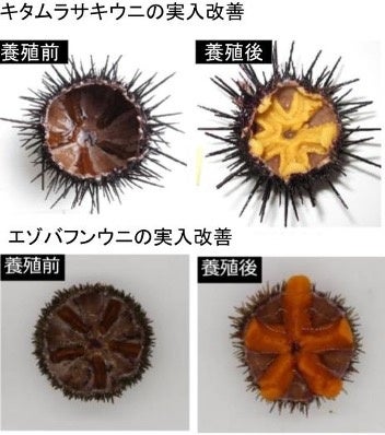 魚力と北三陸ファクトリー、業務資本提携を締結