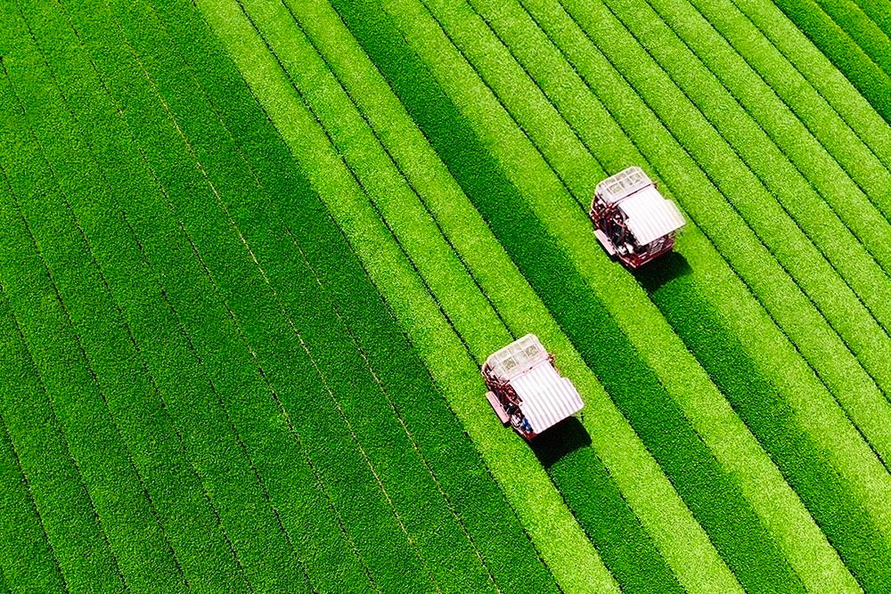 「カクホリ紅茶」日本初の快挙！世界4つのコンテストで最高賞受賞