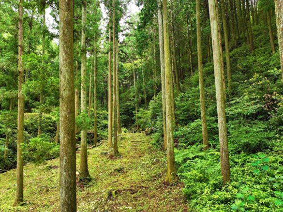 【NEW OPEN】＜国指定史跡＞等妙寺旧境内が奈良山等妙寺史跡公園としてオープン