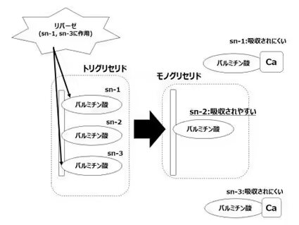 乳児用ミルクの脂質構造を母乳に近づけると脂肪酸の便中排泄が抑えられる