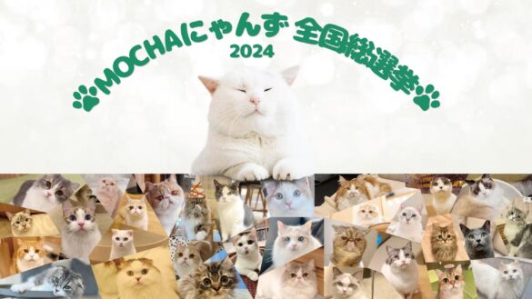 猫カフェMOCHA初の全国猫総選挙、選抜にゃんずが決定！本選はオンラインでいつでもどこでも投票可能！全国のにゃんずの中から全国1位に輝くのは誰だ？「MOCHAにゃんず全国総選挙2024」本選がスタート