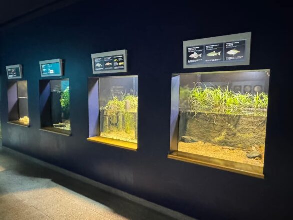 水族展示室「よみがえれ！日本の淡水魚」コーナーほかの展示を再開しました