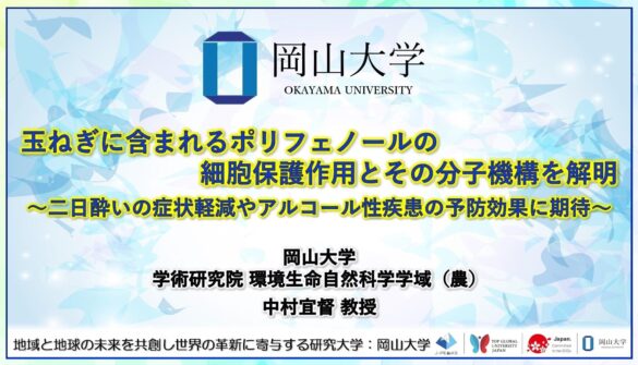 【岡山大学】玉ねぎに含まれるポリフェノールの細胞保護作用とその分子機構を解明〜二日酔いの症状軽減やアルコール性疾患の予防効果に期待〜