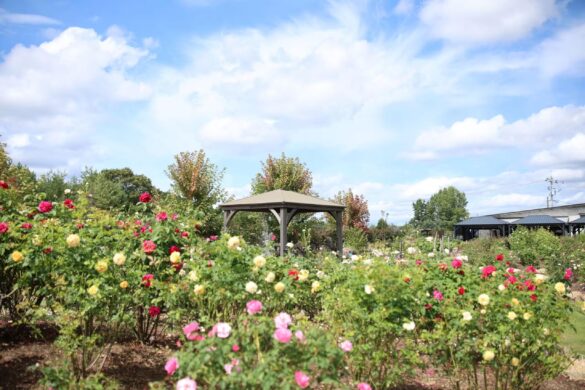 【広島／世羅】見ごろを迎えました　そらの花畑世羅高原花の森《秋ローズと花のガーデン》